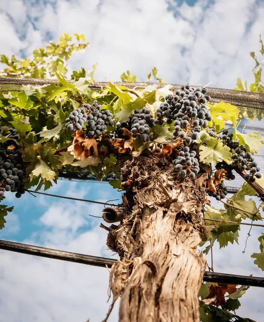 Bodega Anaia Wines en Agrelo, Mendoza