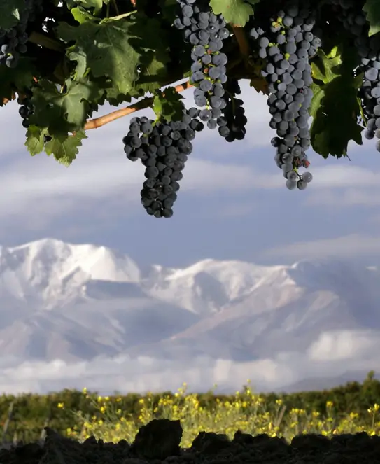 Bodega Andeluna, en Tupungato, Valle de Uco, Mendoza