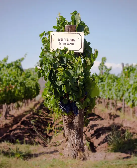 Bodega Catena Zapata, en Luján de Cuyo, Mendoza