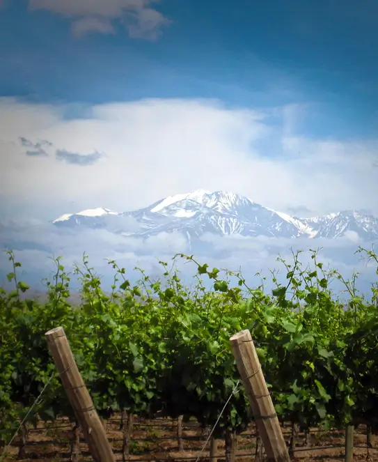 Bodega Domaine Bousquet, en Valle de Uco, Mendoza