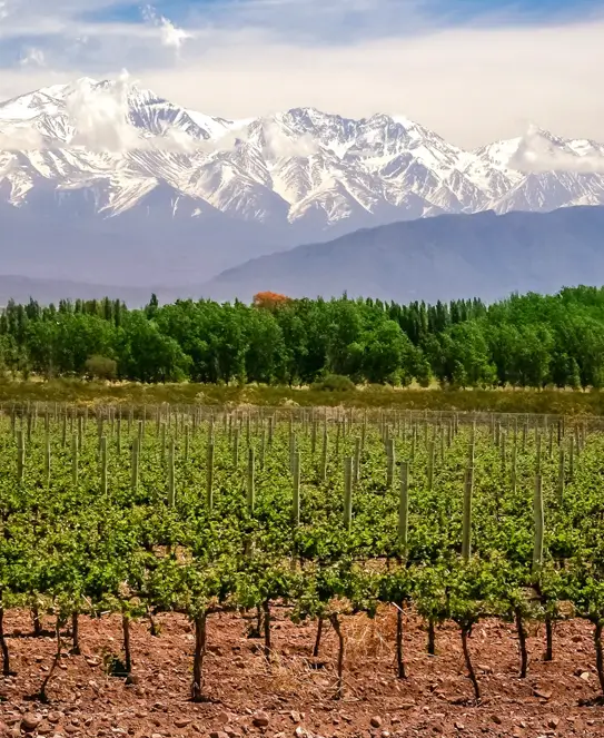 Bodega Finca Agostino Wines, en Mendoza