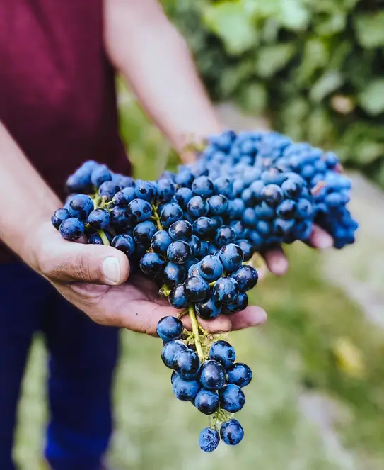 Bodega Jorge Rubio, Vinos de autor en Mendoza