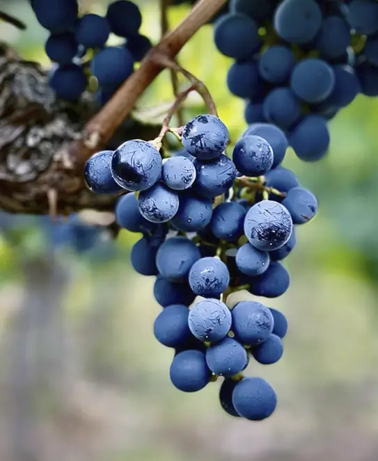 Bodega Monteviejo, en Valle de Uco, Mendoza