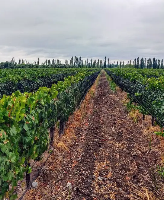 Bodega Murville, en Mendoza