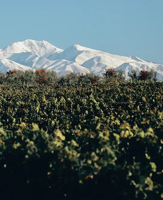 Bodega Trapiche, en Maipú, Mendoza