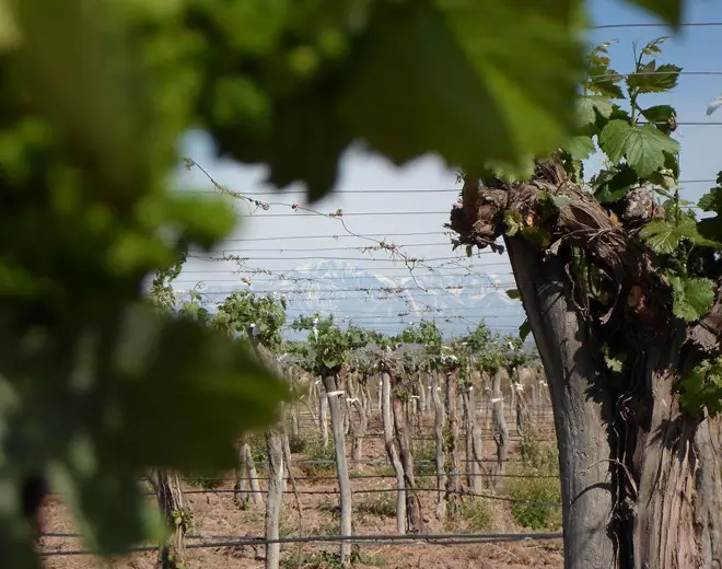 Bodega Don Angelo en Luján de Cuyo, Mendoza