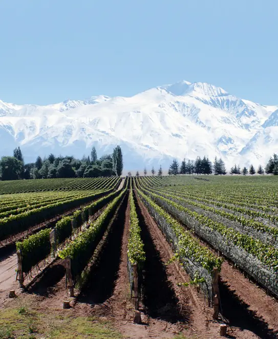 Bodega Los Haroldos, en San Martín, Mendoza