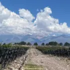 Bodega Vaglio Wines de José Lovaglio Balbo