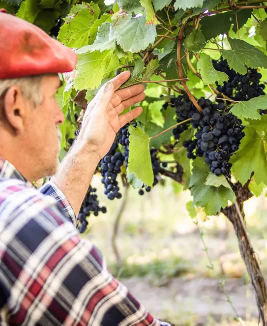 Bodega Videla Dorna, en el Valle Medio del Río Negro