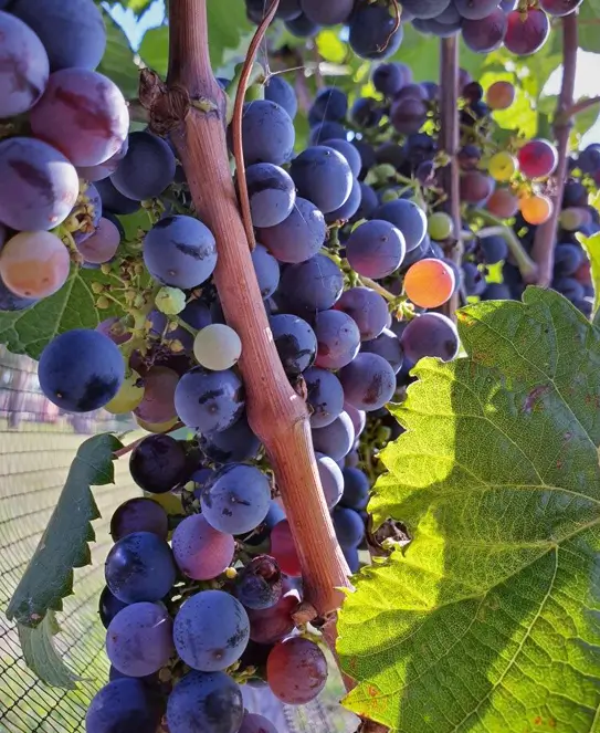 Bodega Alonso Saenz, en Arroyo Barú, Entre Ríos