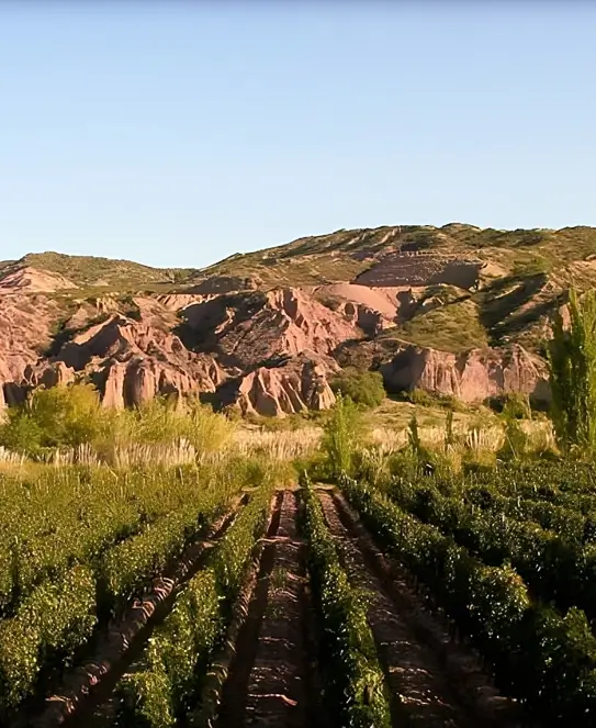 Bodega Apatye, en Lunlunta, Maipú, Mendoza