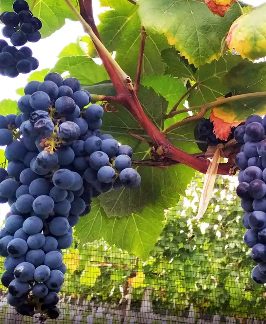 Bodega Cabañas del Viñedo, en La Paz, Entre Ríos