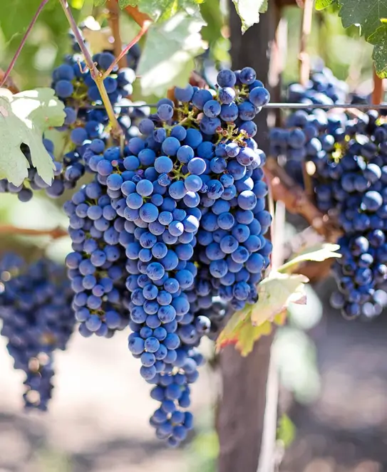 Bodega Cinco Ceibos, en Villaguay, Entre Ríos