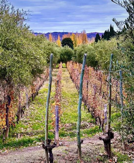 Bodega Domaine Saint Diego, en Lunlunta, Maipú, Mendoza