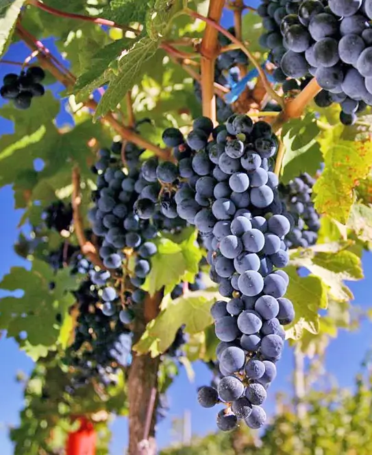 Bodega Filus, en Lunlunta, Maipú, Mendoza