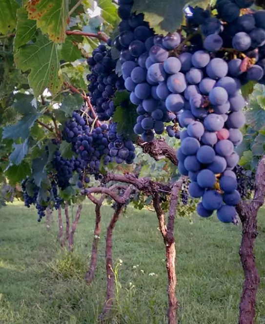 Bodega Finca La Josefina, en Entre Ríos