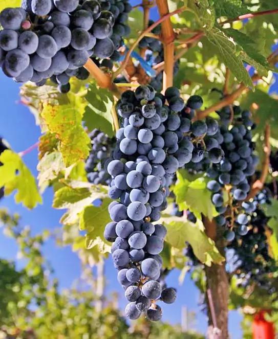 Bodega Finca Los Bayos, en Urdinarrain, Entre Ríos