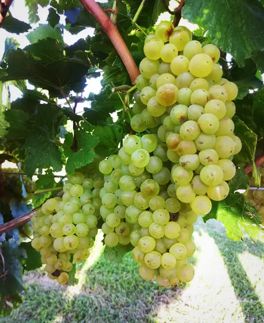 Bodega Finca Los Teros, en Paraná, Entre Ríos