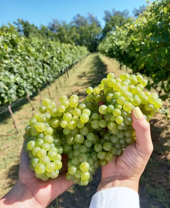 Fisolo Viñedo y Bodega Boutique en Aldea María Luisa, Entre Ríos