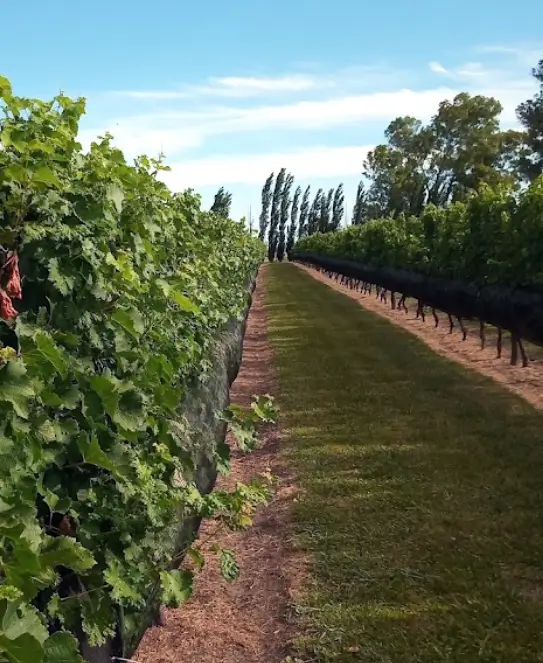 Bodega Ianni - Altos del Gualeguaychú, Entre Ríos