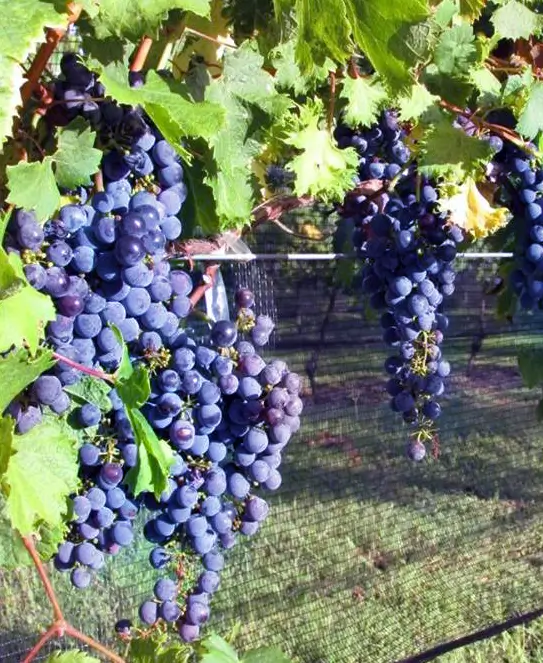 Bodega La Dominga, en Gualeguaychú, Entre Ríos