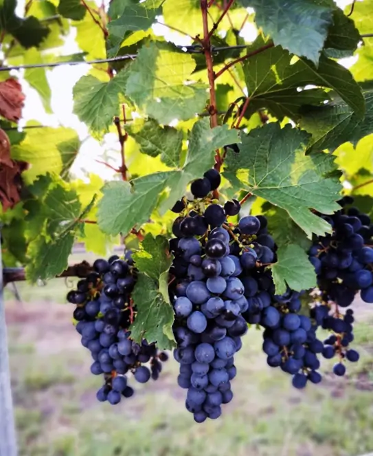 Bodega Las Magnolias, en Gualeguaychú, Entre Ríos