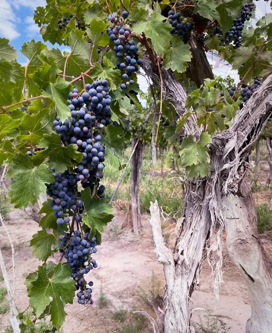 Bodega Miguel Minni, en Perdriel, Luján de Cuyo, Mendoza