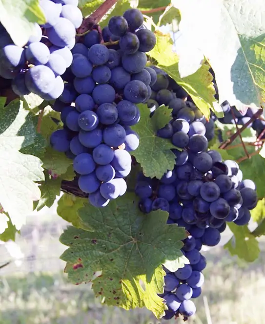 Bodega Pampa Azul, en Concordia, Entre Ríos