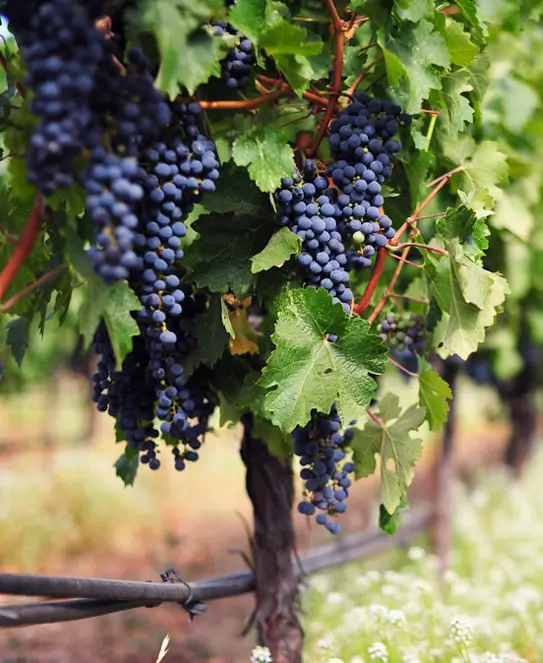 Bodega Viñedo Terruño del Palmar, en Ubajay, Entre Ríos