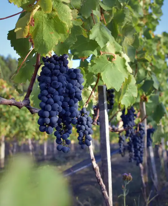 Bodega Viñedos del Río, en Concepción del Uruguay, Entre Ríos