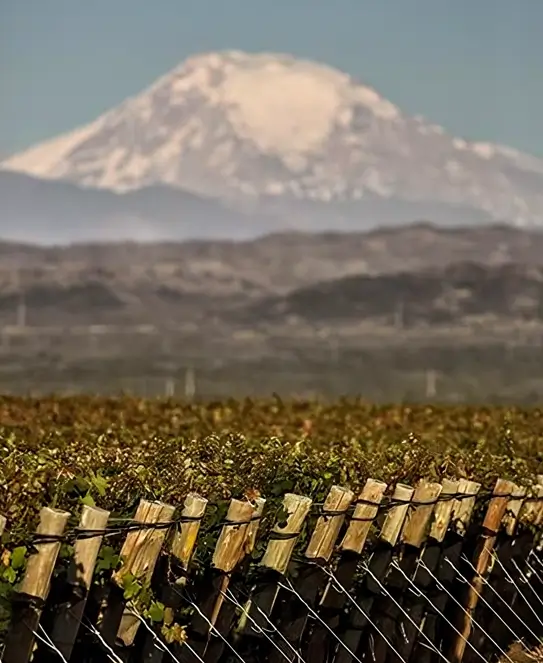 Bodega Argento en Maipú, Mendoza, Argentina