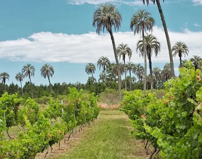 Bodega Altos del Palmar, en Ubajay, Colón, Entre Ríos