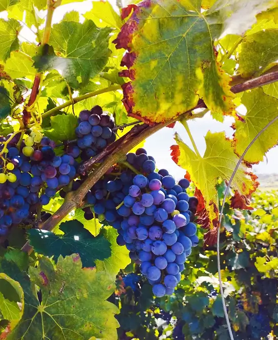 Bodega Altos del Palmar, en Ubajay, Colón, Entre Ríos