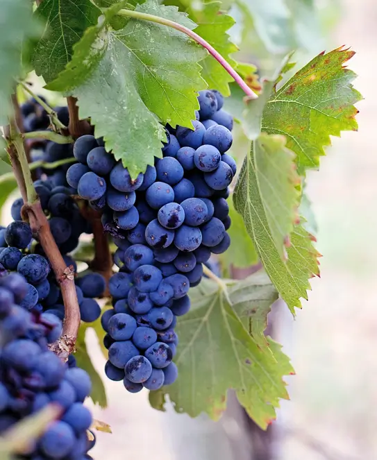 BordeRío Bodega & Viñedos, en Victoria, Entre Ríos