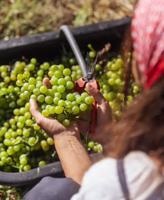 Bodega Castel Conegliano en Mar del Plata