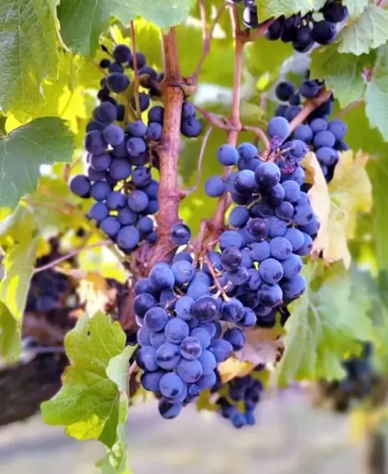 Bodega Centuria, en Paraná, Entre Ríos