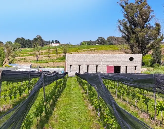 Bodega Cordón Blanco, en Tandil, Buenos Aires