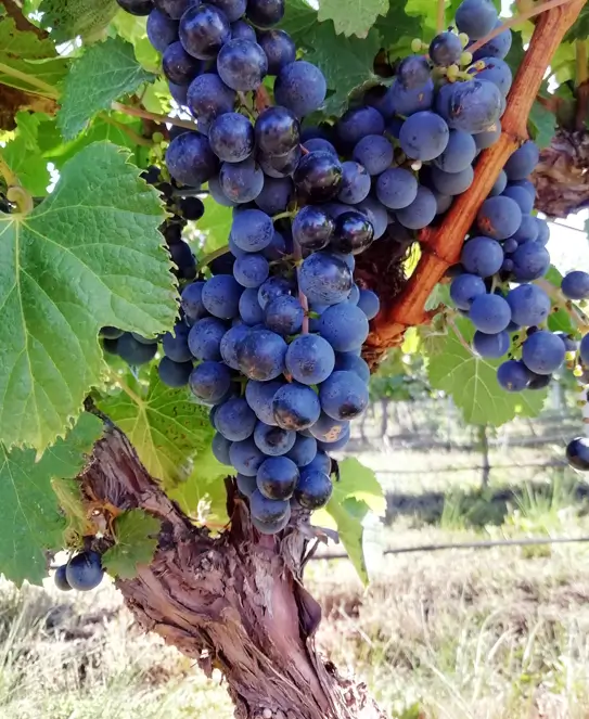 Bodega Cordón Blanco, en Tandil, Buenos Aires