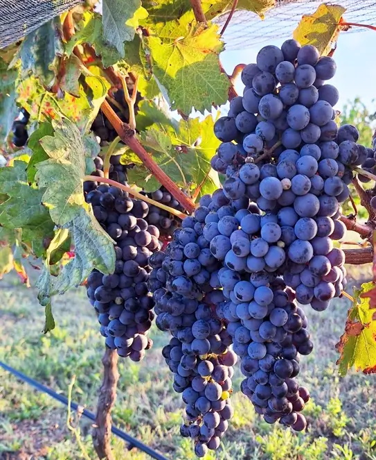 Bodega Finca Don Esteban, en Soldini, Santa Fe