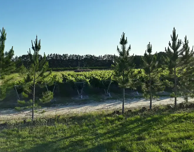 Bodega Finca Fénix, en La Criolla, Entre Ríos