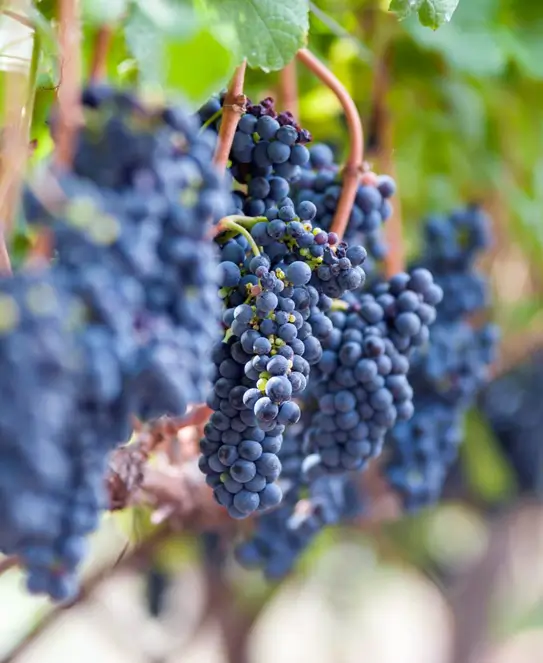 Bodega Finca Fénix, en La Criolla, Entre Ríos