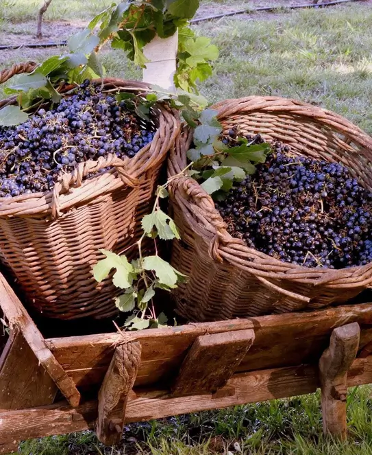 Bodega Los Franco Suizos, en San José, Entre Ríos