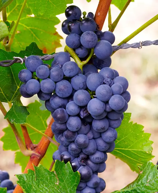 Bodega Tero Rengo Wines, en San Patricio del Chañar, Neuquén