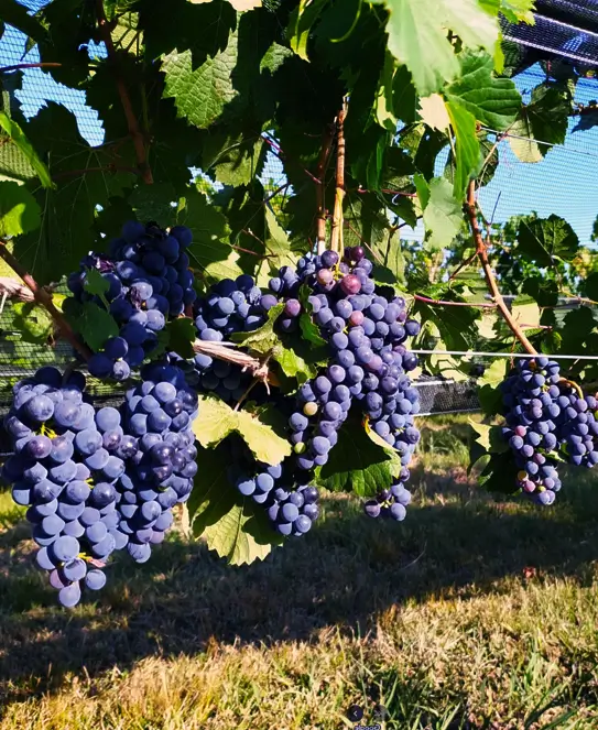 Bodega Vinos Idea, en Colón, Entre Ríos