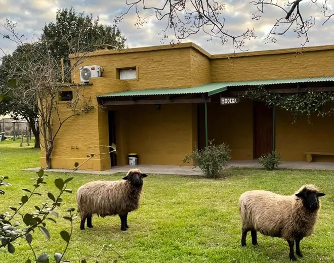 Bodega Vinos Lugea Courault, en Antelo, Entre Ríos