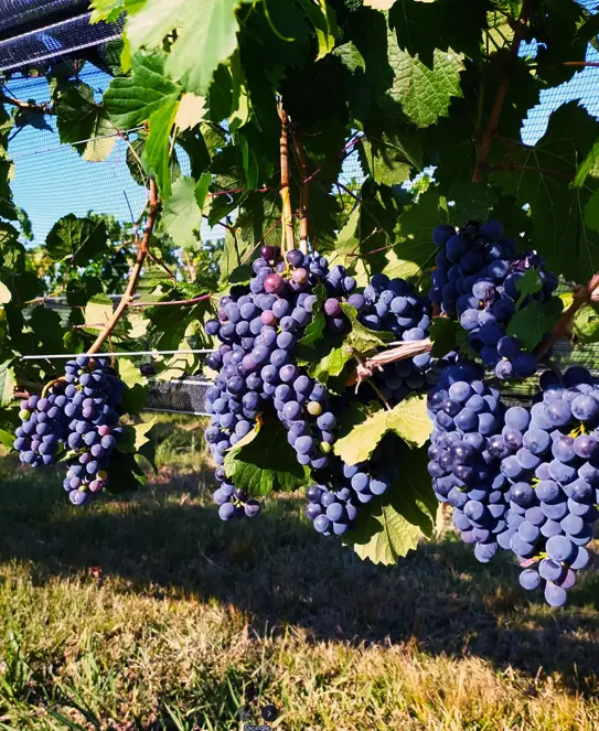 Bodega Vinos Lugea Courault, en Antelo, Entre Ríos