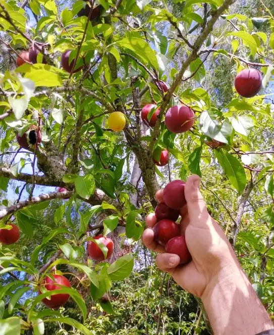 Productos Del Borsani, en Berisso, Buenos Aires